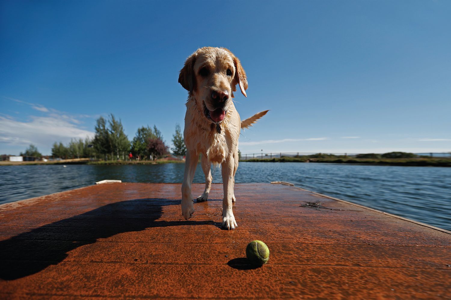 bark collar city farmers