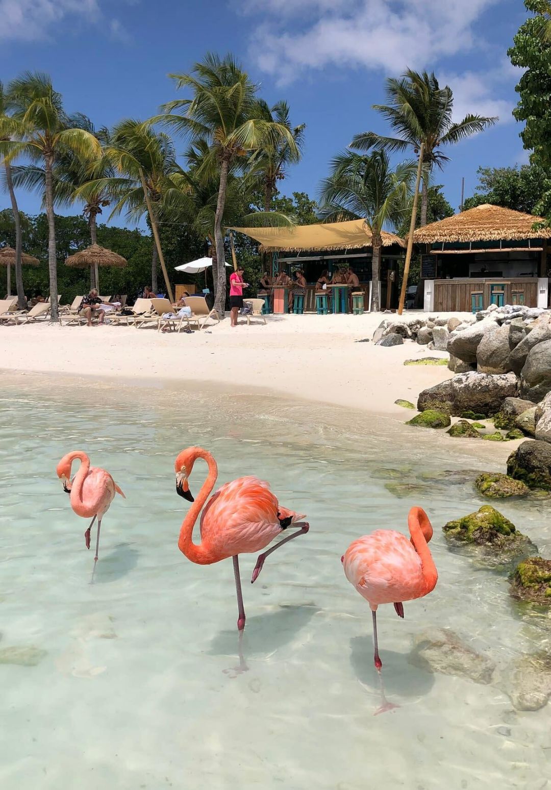 tour flamingos aruba