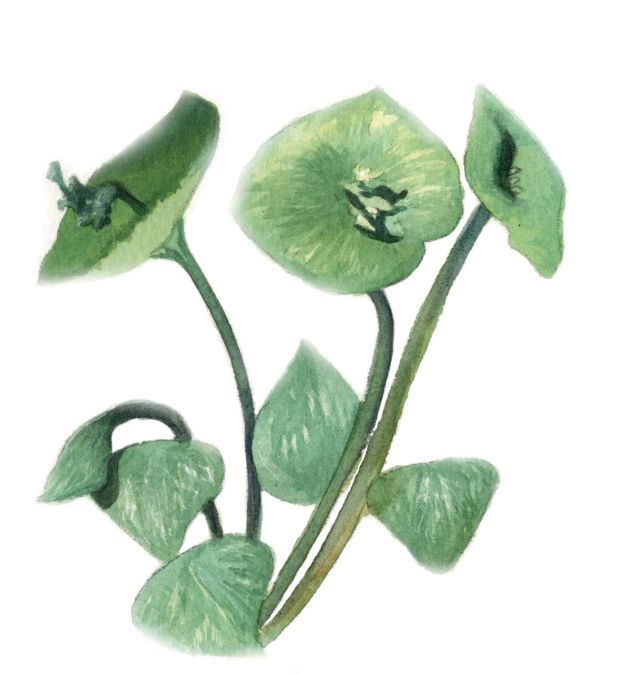 Miner s lettuce ryb4xk
