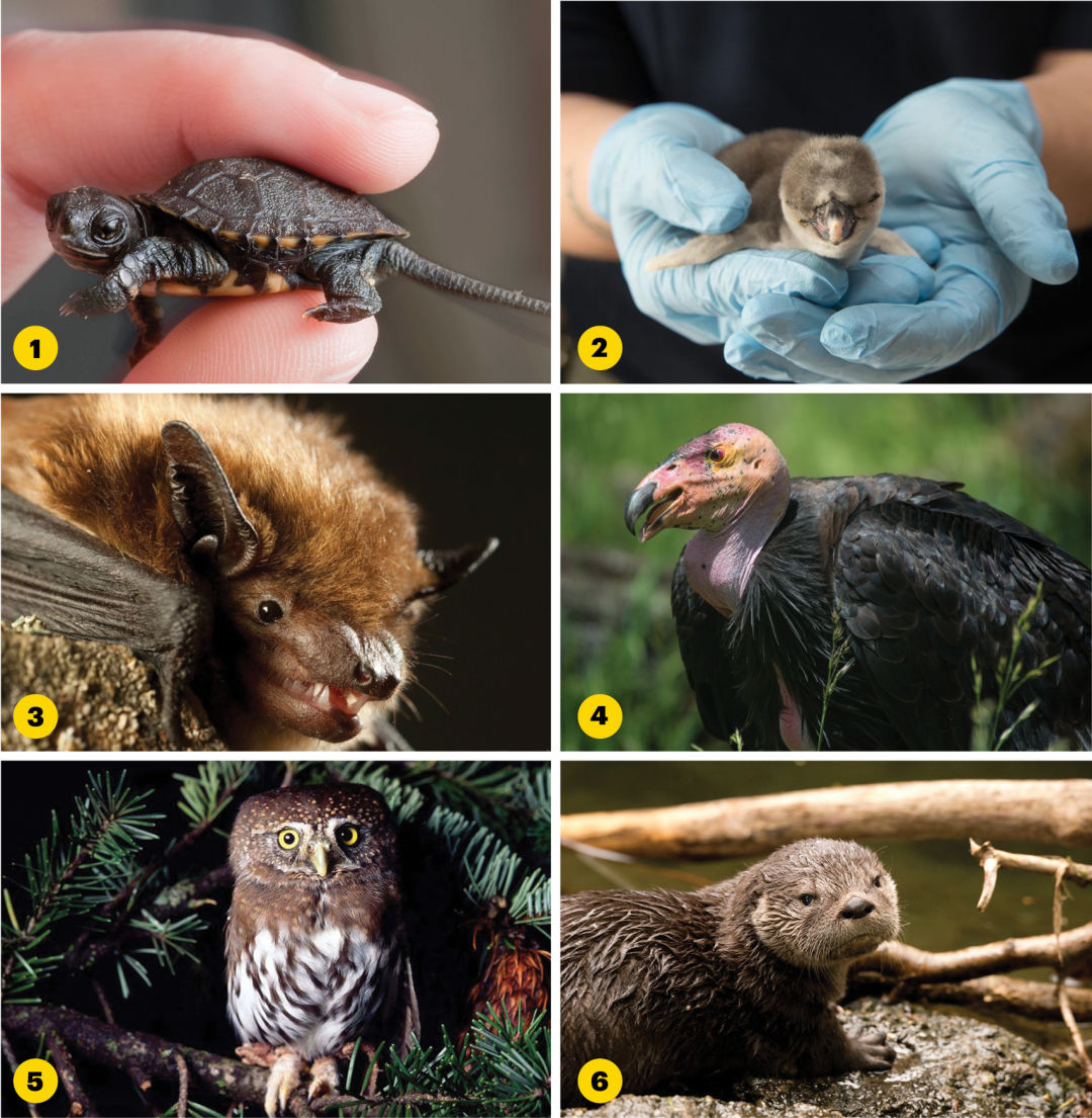 0618 dispatch rate a species qlizca