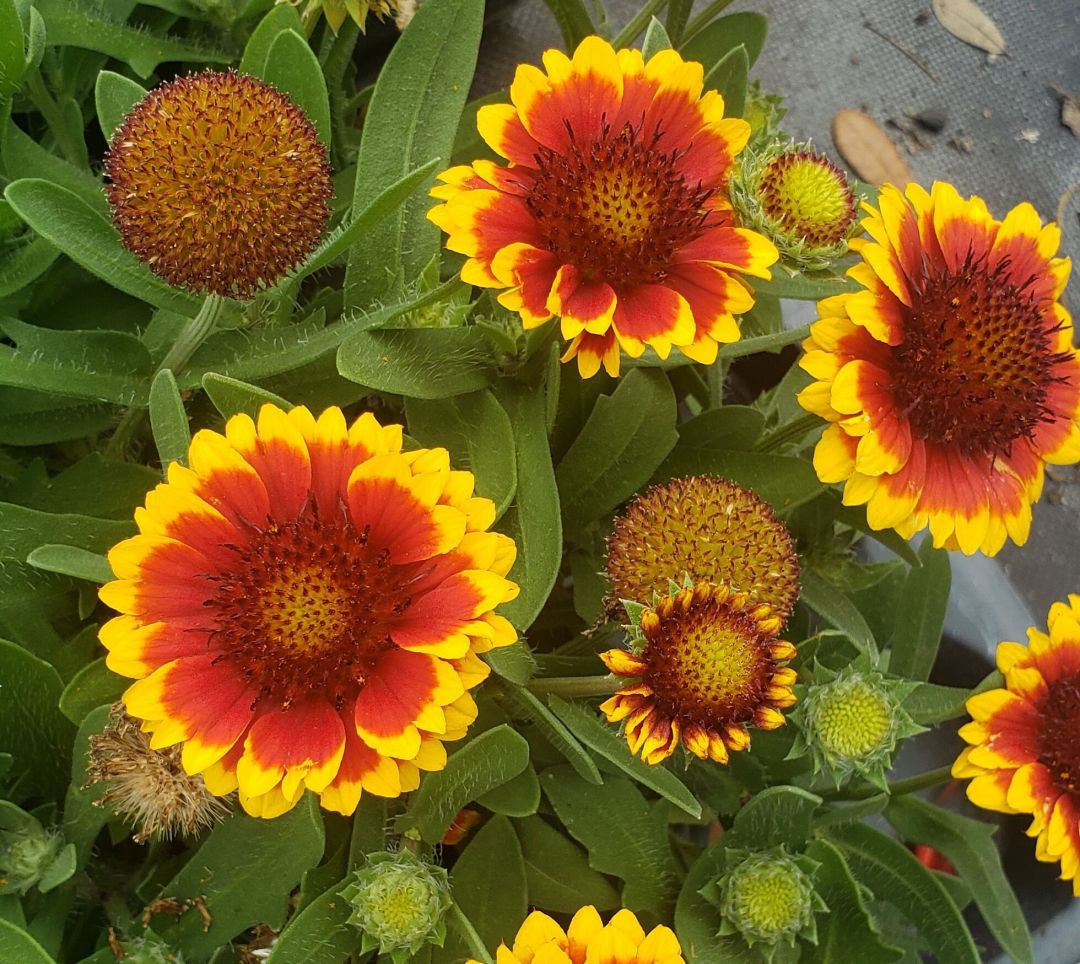 Picture of a group of Blanket Flowers