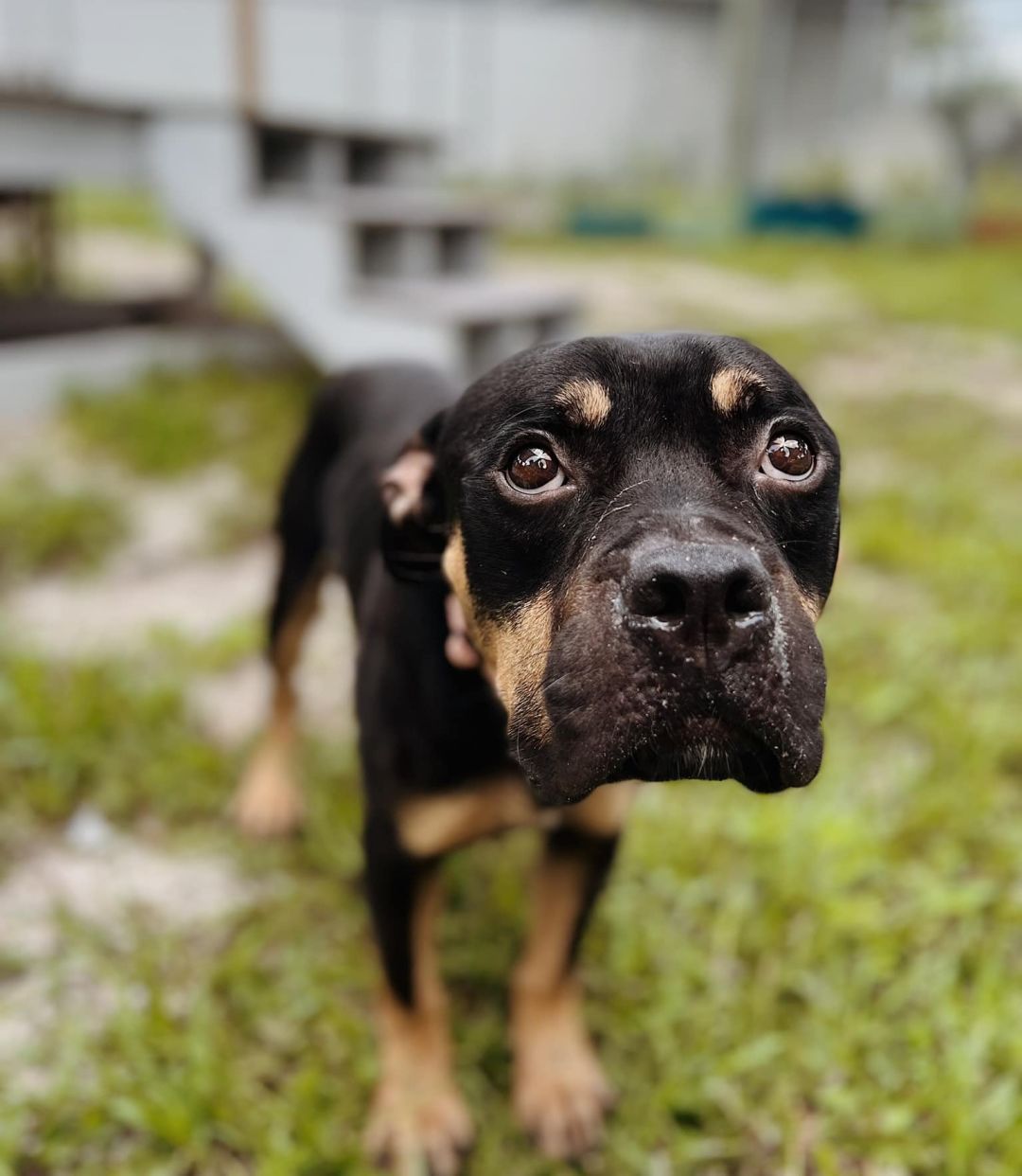 Close up of a cute dog's face.