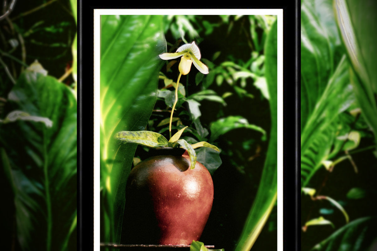 An Evening at Selby Gardens: Of Money and Mapplethorpe - Vimarsana News