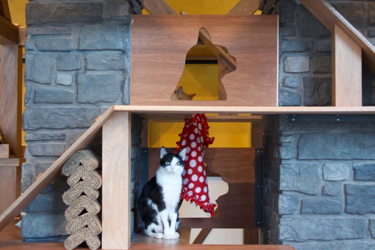 Seattle Meowtropolitan Opens In Wallingford Seattle Cat Cafes
