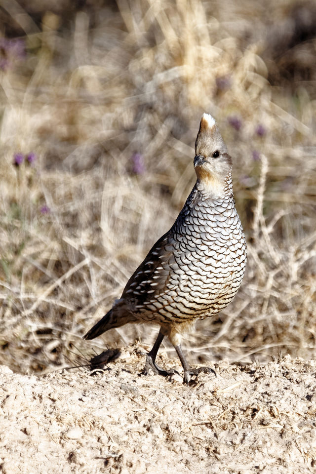 quail tojás cukorbetegséggel