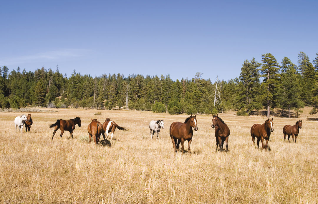 Does Oregon Have Too Many Wild Horses Portland Monthly