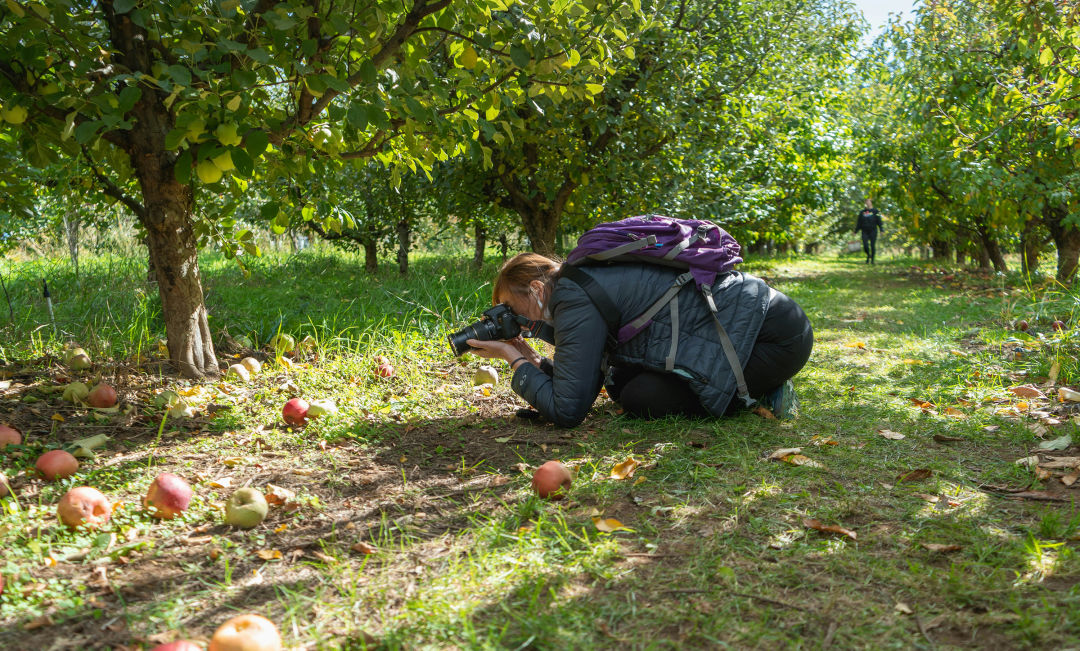 hood-river-apple-picking_Jacob-thomas_fcqhgv The Unofficial Guide to the Best U-Pick Apple Orchards near Portland
