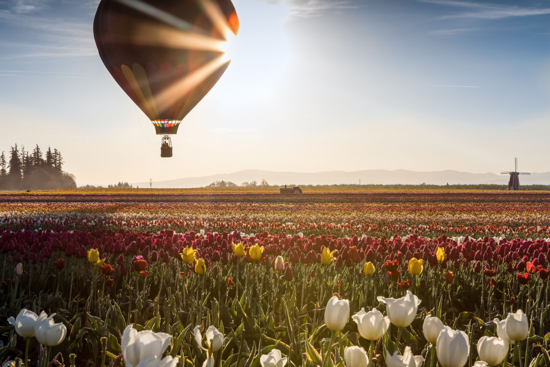 wooden-shoe-tulip-farm-spring-flowers_1110269177_atnuow Guide to Woodburn's Wooden Shoe Tulip Festival