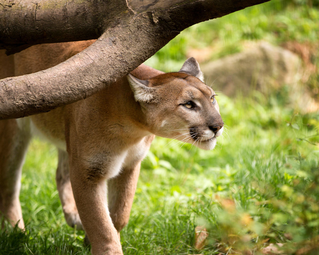 Hide and Seek - An Unusual Sport