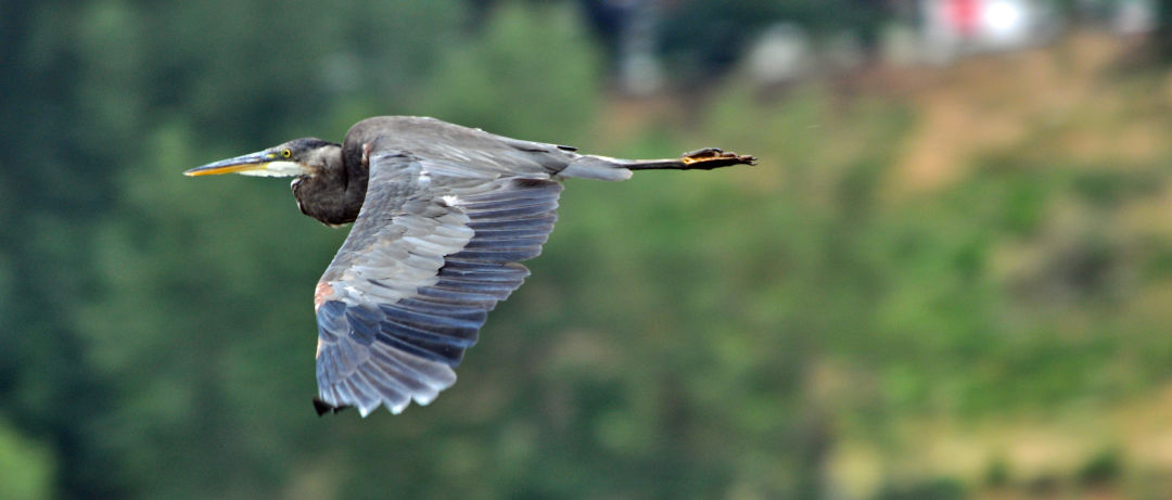 Gbh in flight photo mike houck dsc 0709 hhgakm