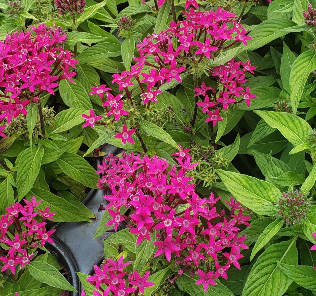 Picture of bush of Pentas flowers