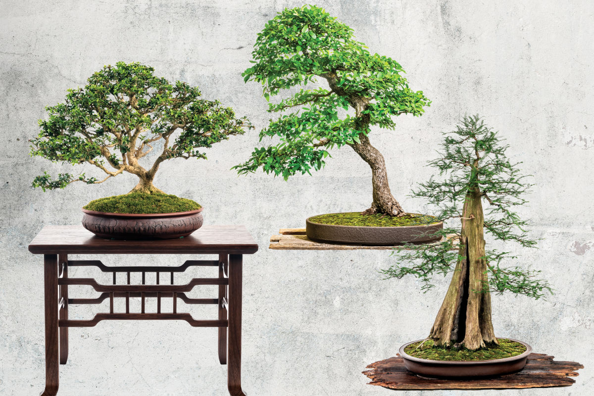 native texas trees for bonsai