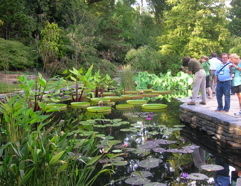 Duke gdns lily pond gwks39