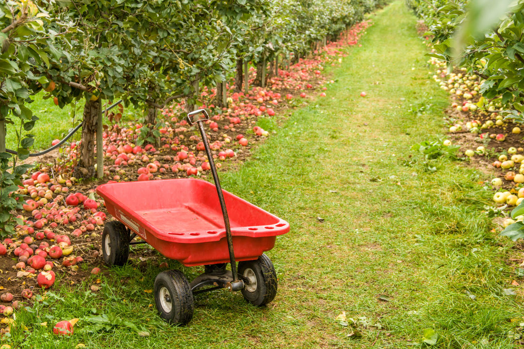 kiyokawa-family-orchard-apple-picking-fruit-loop_2015646815_quzr55 The Unofficial Guide to the Best U-Pick Apple Orchards near Portland