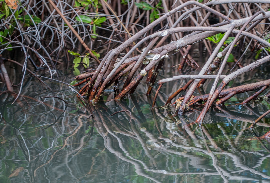 Mangroves x5kznz