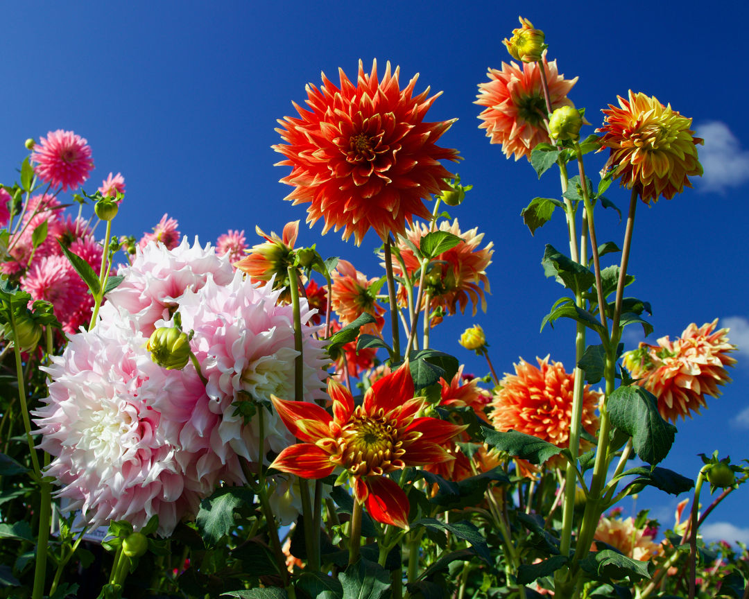 swan-island-dahlias_1909863067_xtgndk What to Do in Oregon in September