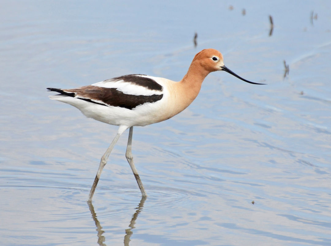 American_Avocet__Oregon_03_nnxciw What to Do in Oregon in April