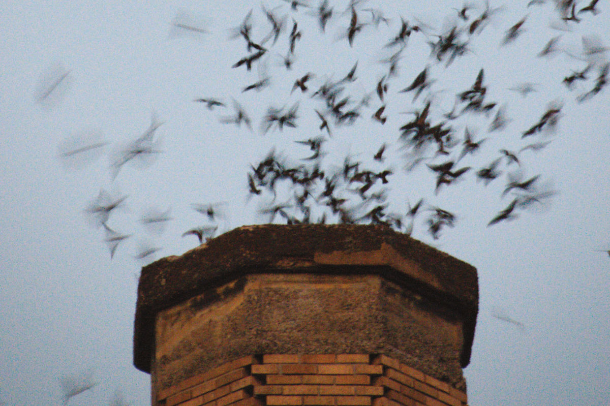 The Vaux’s Swifts Migration Is Peaking Now in Portland Portland Monthly