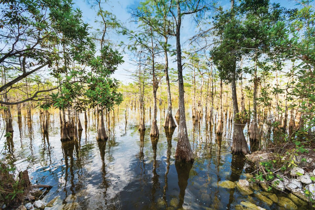 Bigcypress gqcmik