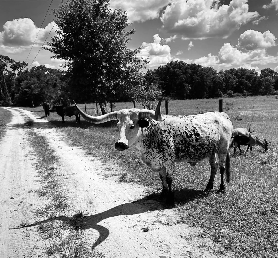 A Florida Cracker cow