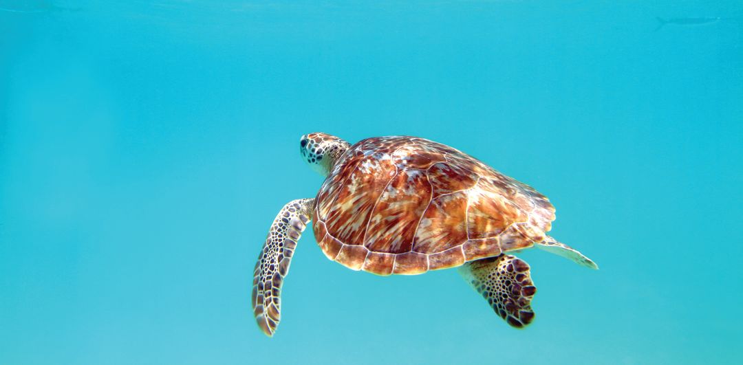 Shutterstock 186050852 loggerhead cmyk zceop4