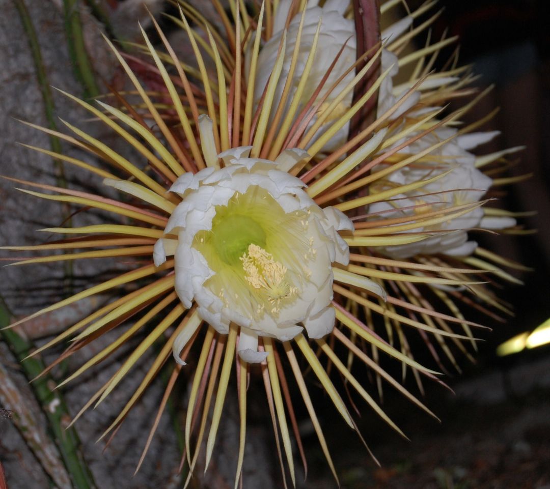 Magical 'Queen of the Night' Flowers Are Blooming All Over