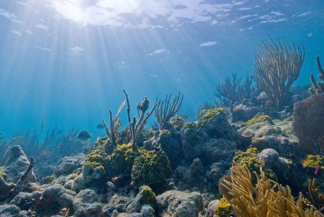 Biscayne underwater nps1 kewqtw