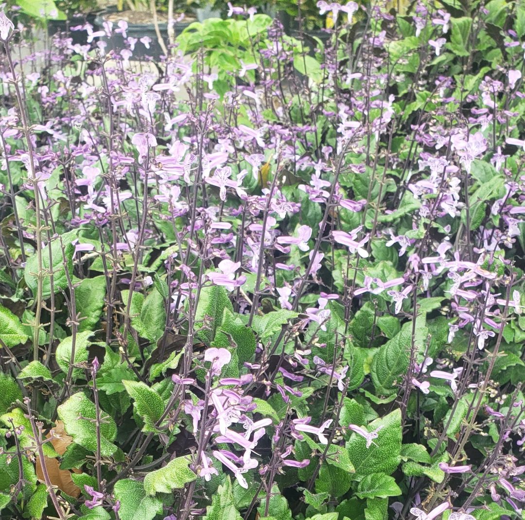 Photo of a group Mona Lavender plant