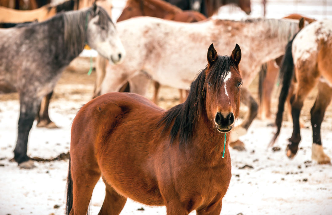 Pomo 0517 eastern oregon wild horse corral horses qvqi3r