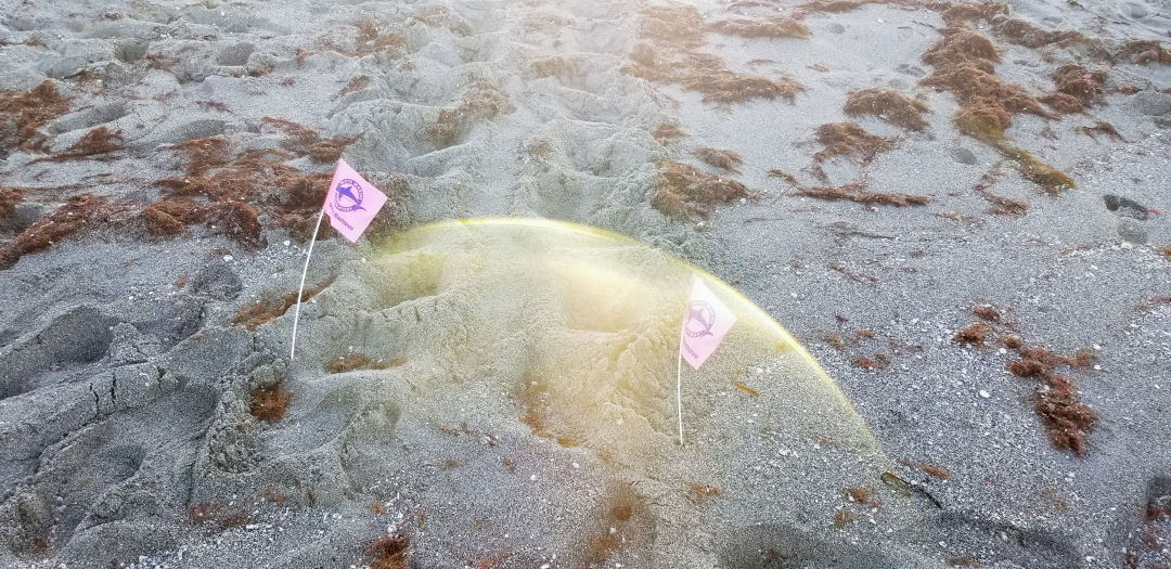 The first sea turtle nest of the 2021 season was reported on April 22 on Venice Beach.