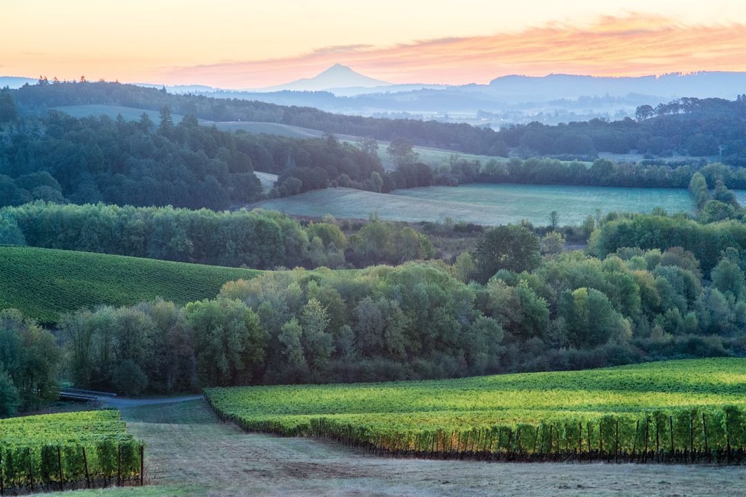 Gran moraine vineyard carolynwellskramerphotography uqb7p5