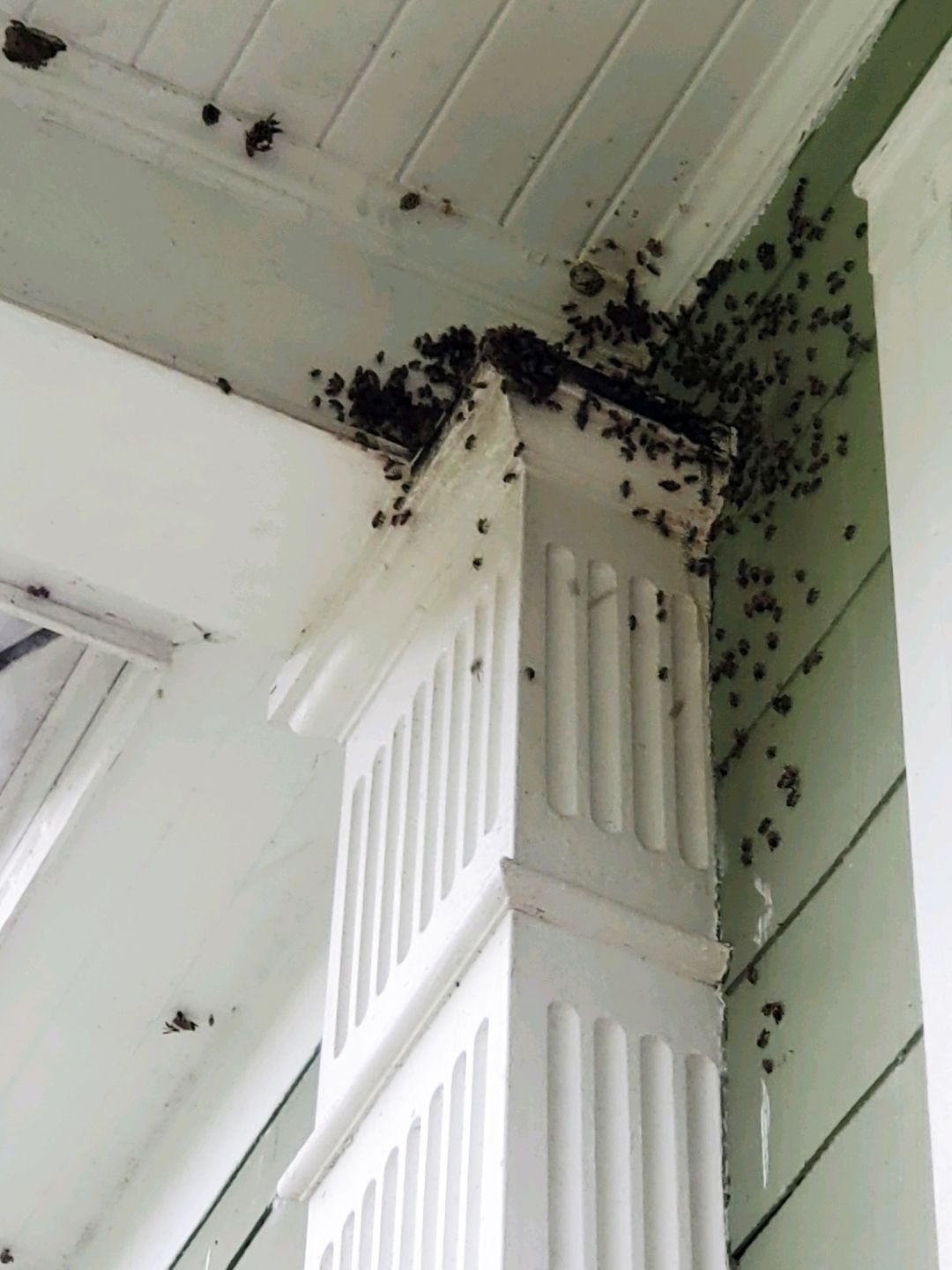 David Windham was able to rescue thousands of bees from the home's columns.