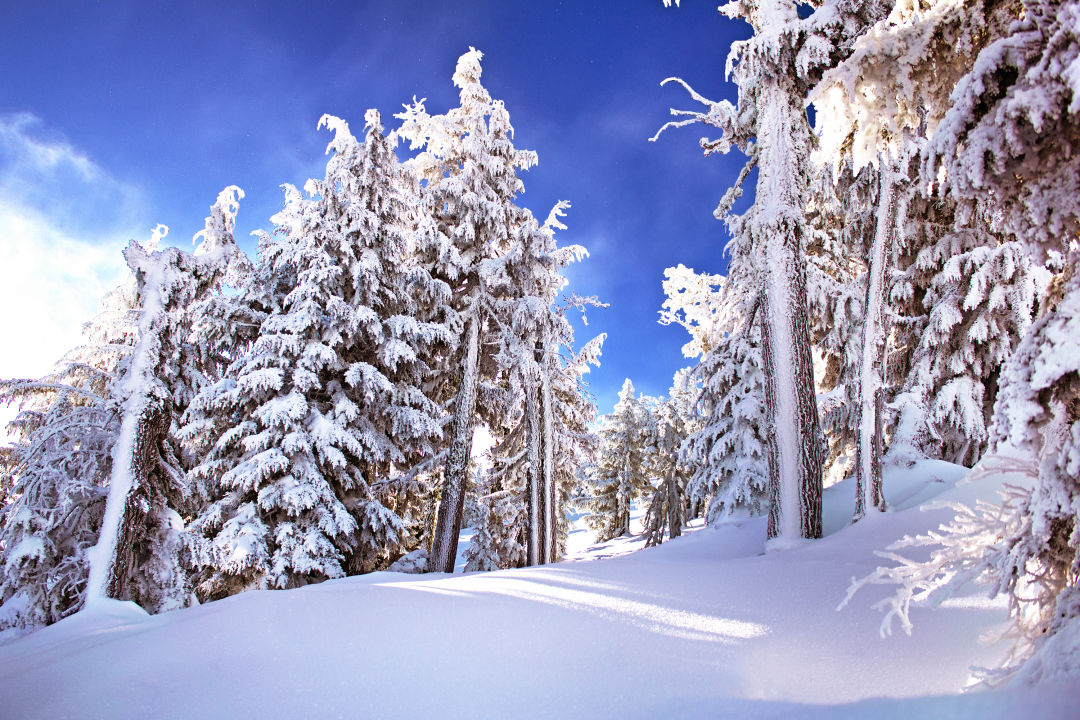 Mt. ashland 8 h2tey7