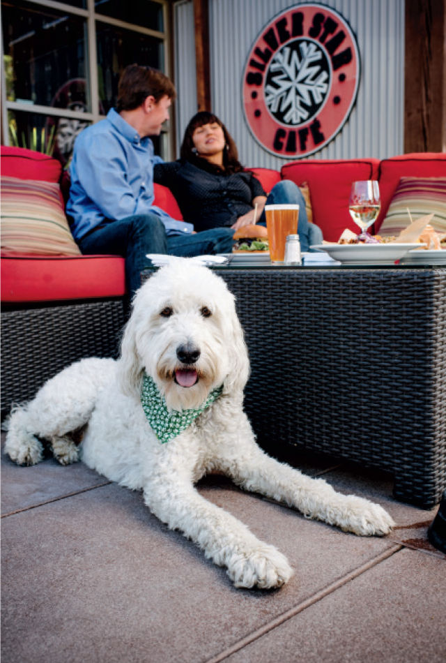 Pcsu 16 patio dog ysrfln