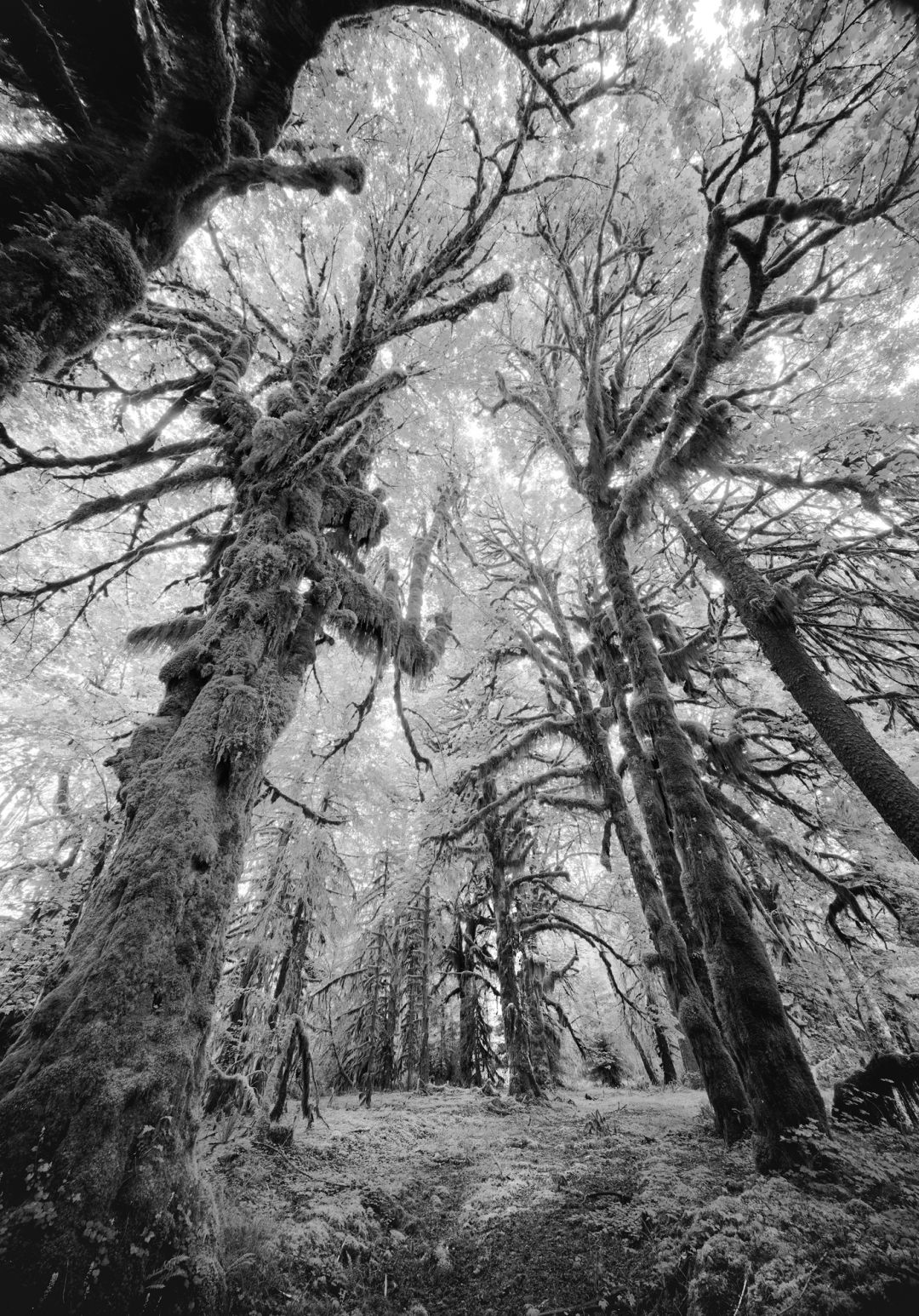 Hoh rainforest 53 ke4d7h