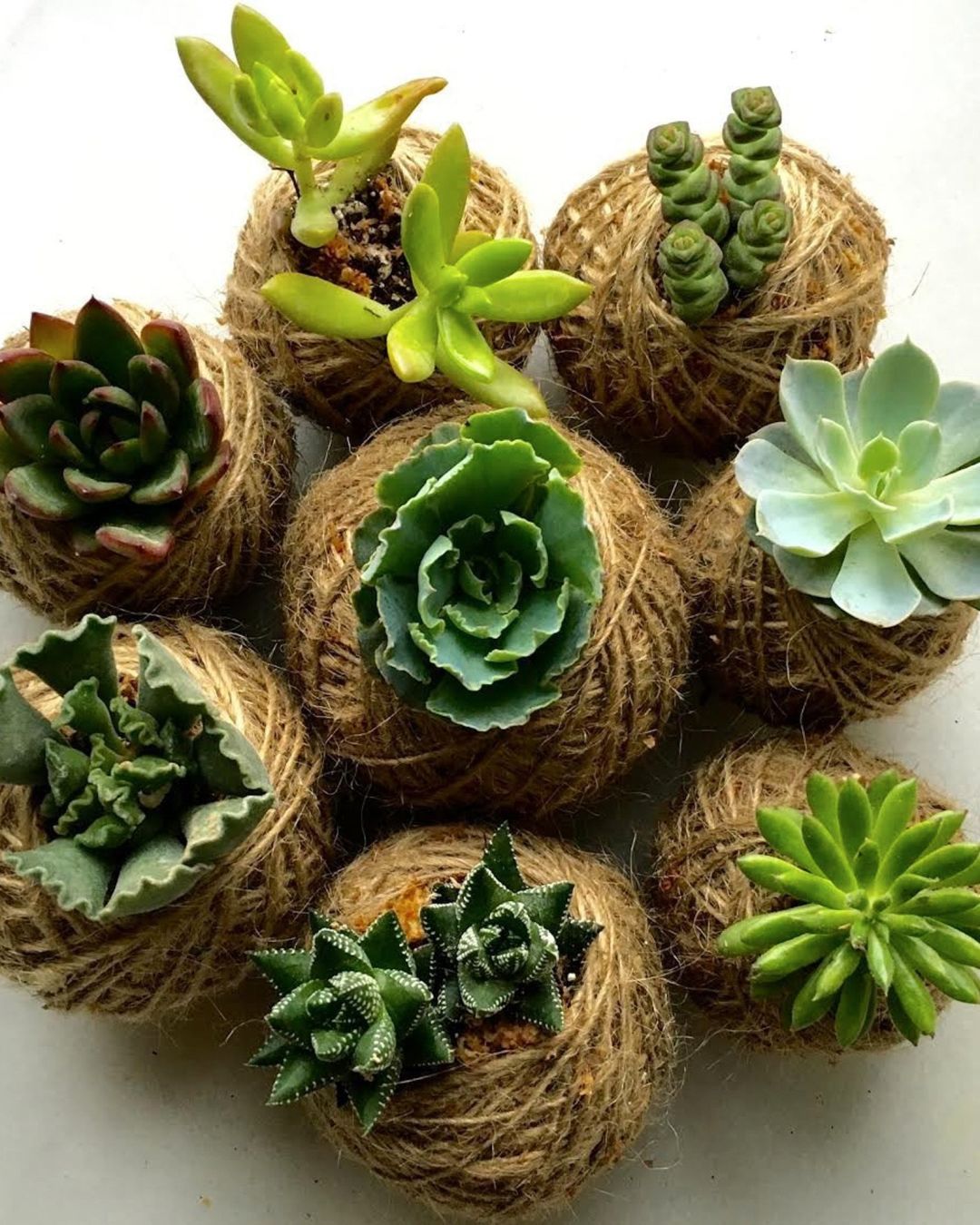 Kokedama 2048x2048 yf8vhi