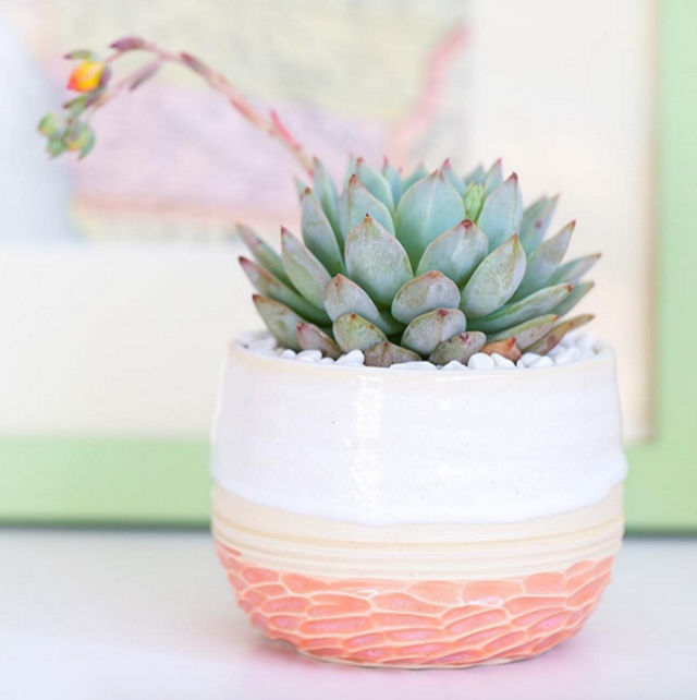 Succulentplant oplvoc