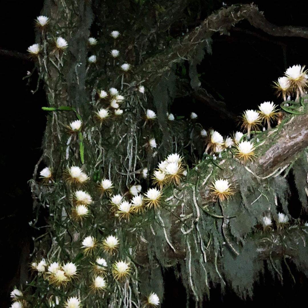 The Night-Blooming Cactus Is Here