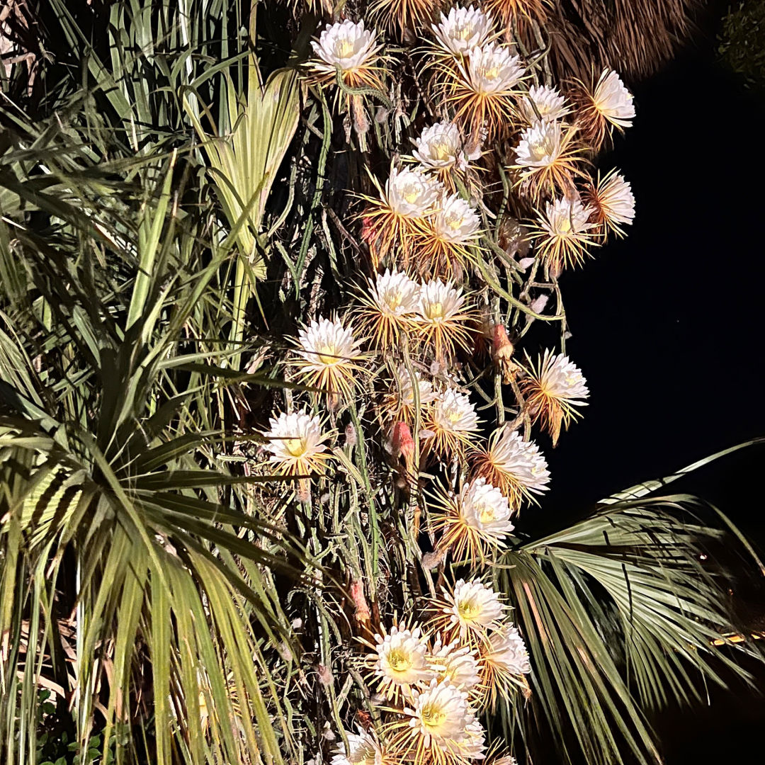 The Night-Blooming Cactus Is Here