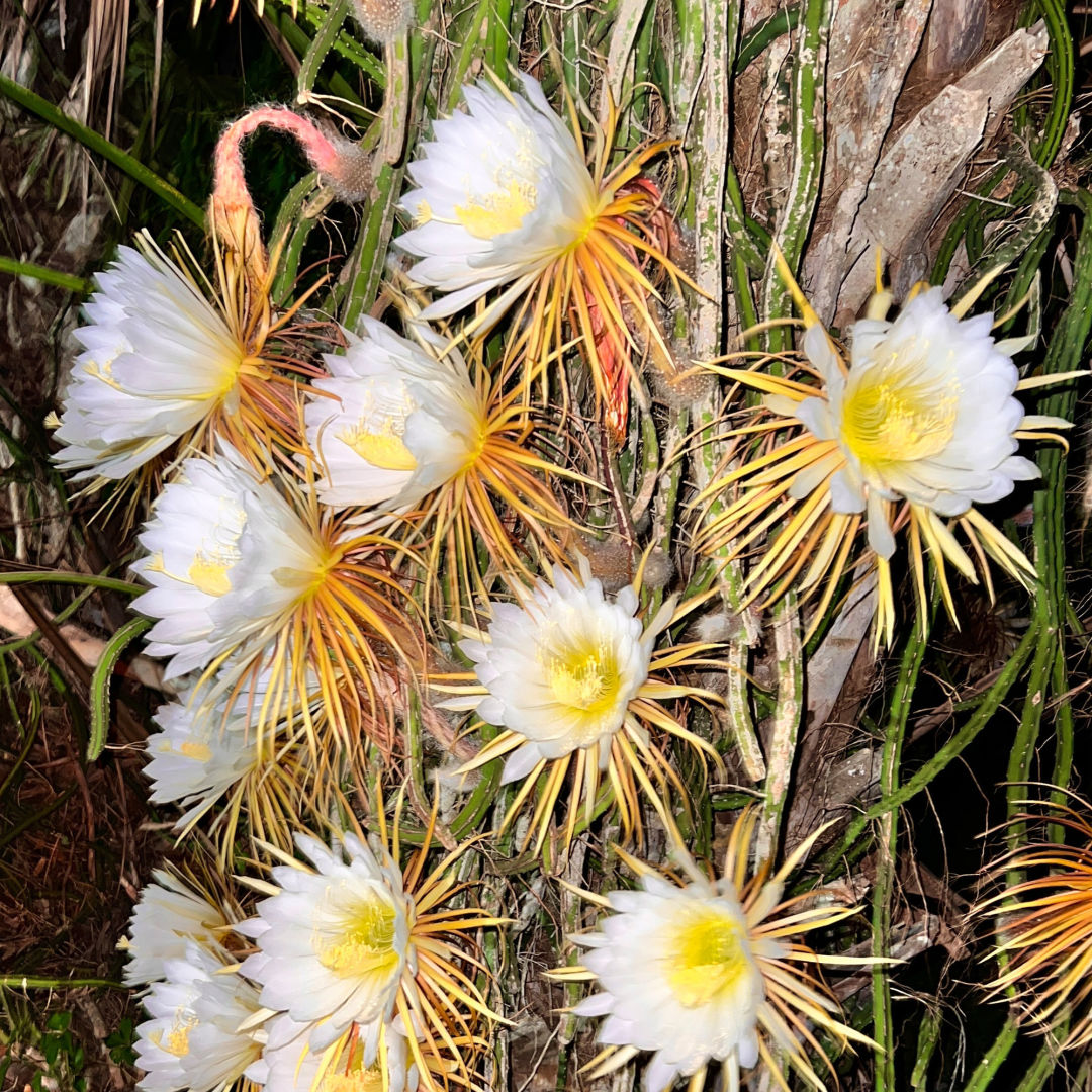 The Night-Blooming Cactus Is Here