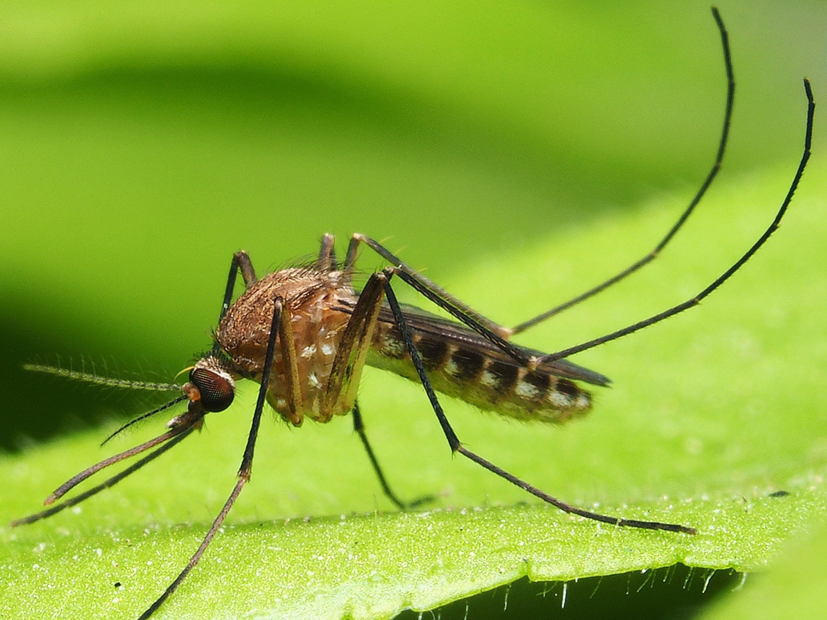Aedes albopictus – азиатский тигровый комар. комаров aedes albopictus. какой комар опасный. какой комар опасный. малярийный москит.