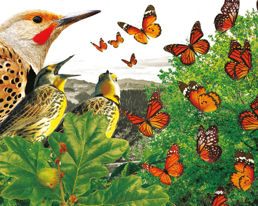 1217 feat gorge birds butterflies h5jbwv