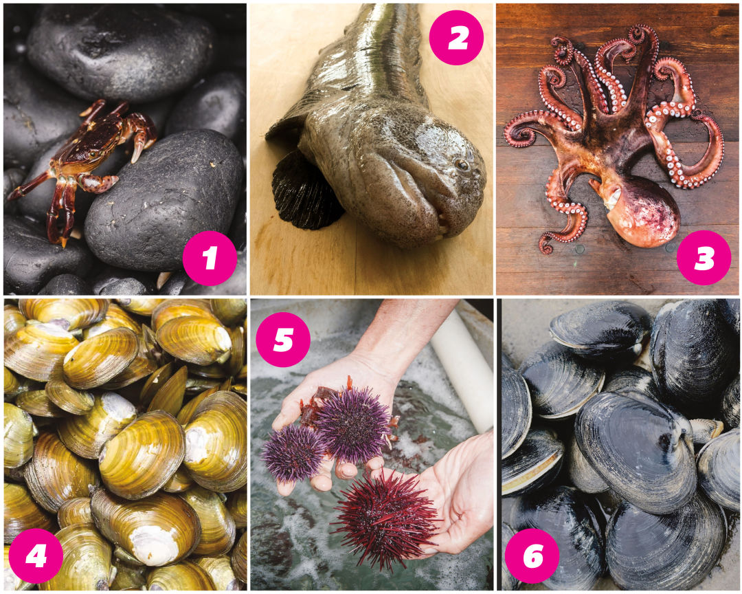 Meet Oregon's 12 Tastiest Invasives, Trash Fish, Problem Fish, and Bycatch  Finds