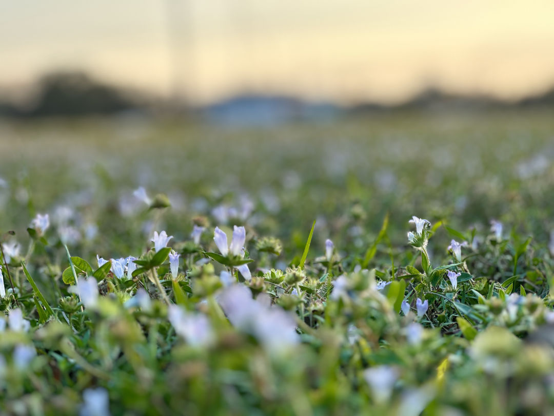 Florida Snow, also known as Richardia grandiflora or 'Florida pusley.'