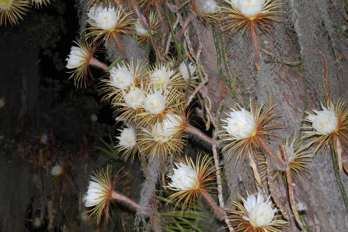 Night blooming cactus flower only blooms at night, once a year!