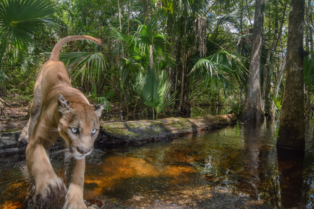 A Florida panther in the wild.