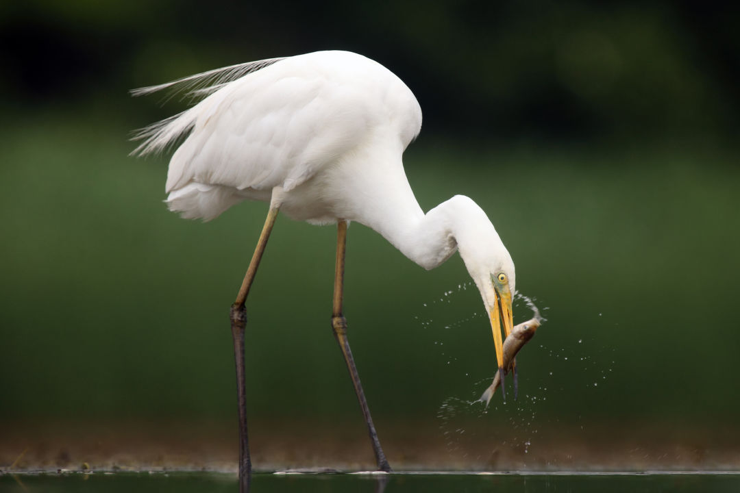 Great egret