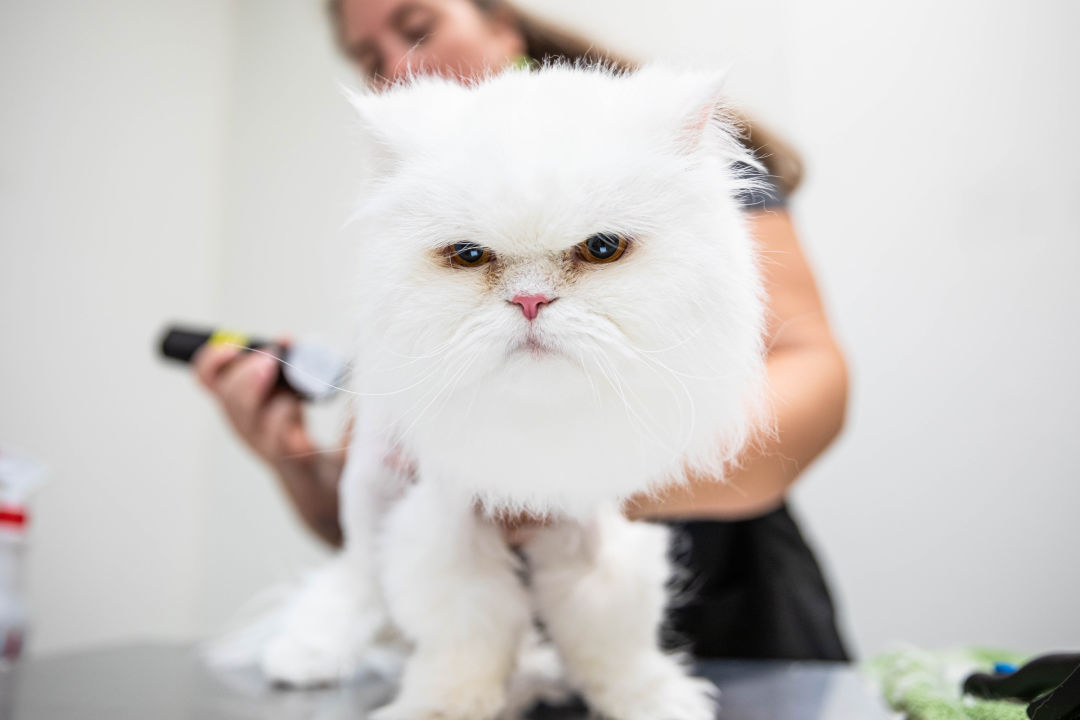 Aubrey Bird, owner of Fancy Felines, grooming a white cat