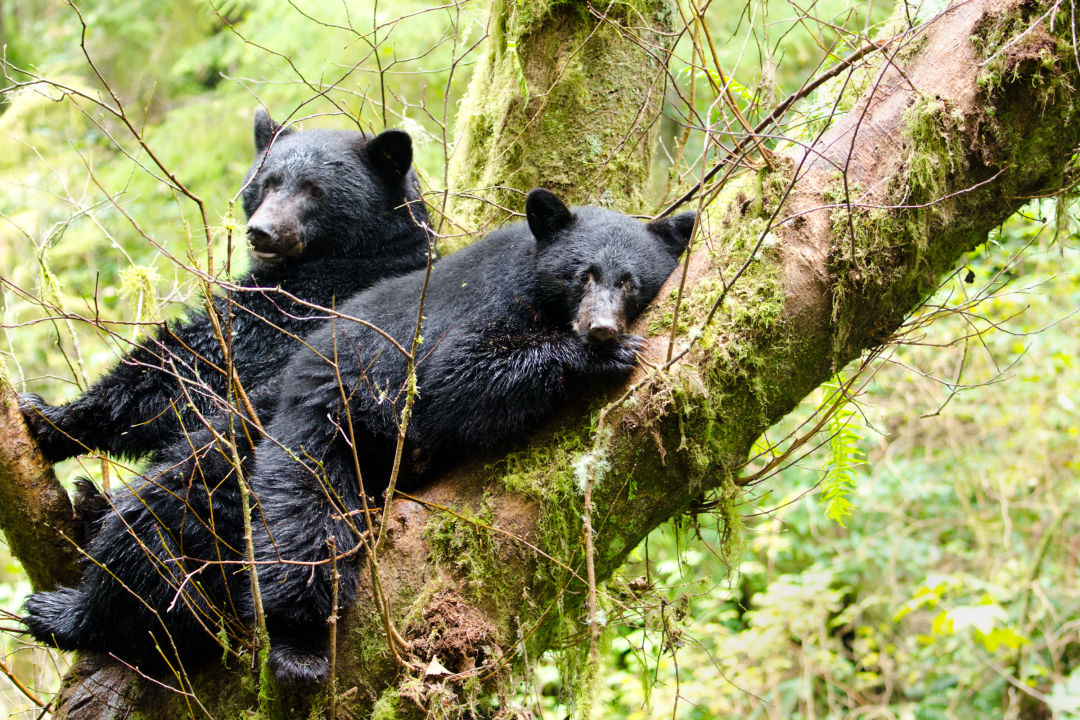 Living in Bear Country