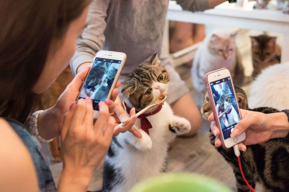 Houston s First Cat Caf Is Coming to the Heights Houstonia Houston s First Cat Caf Is Coming to the Heights Houstonia